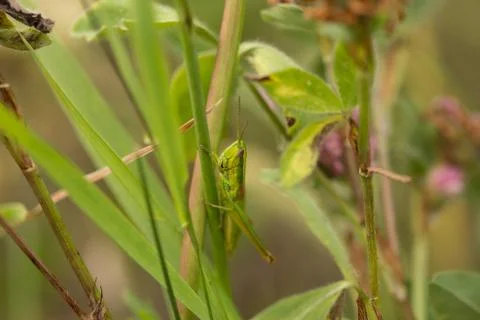 Meadow grasshopper, grasshopper Stock Photos