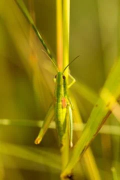 Meadow grasshopper, grasshopper Stock Photos