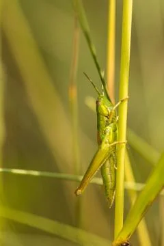 Meadow grasshopper, grasshopper Stock Photos