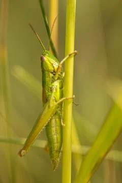Meadow grasshopper, grasshopper Stock Photos