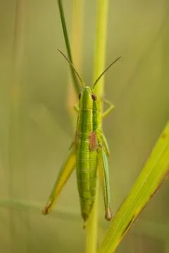Meadow grasshopper, grasshopper Stock Photos