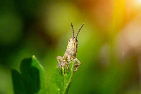 Meadow grasshopper, grasshopper... 스톡 사진