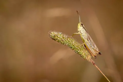 Meadow Grasshopper isolated Stock Photos