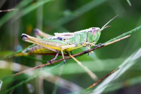 Meadow grasshopper Stock Photos