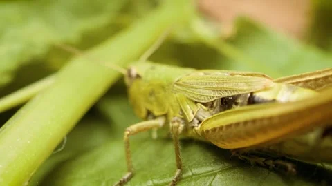 Meadow grasshopper (Pseudochorthippus parallelus Stock Footage 339025696