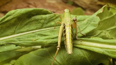 Meadow grasshopper (Pseudochorthippus parallelus) Stock Footage 339025704