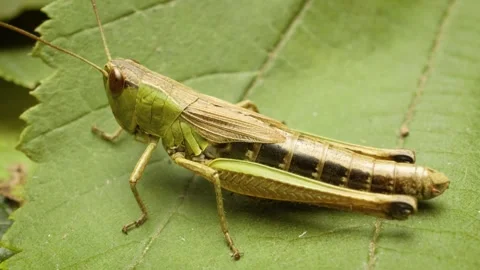 Meadow grasshopper (Pseudochorthippus parallelus) Stock Footage 339025986