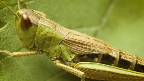 Meadow grasshopper (Pseudochorthippus parallelus) Stock Footage 339026067