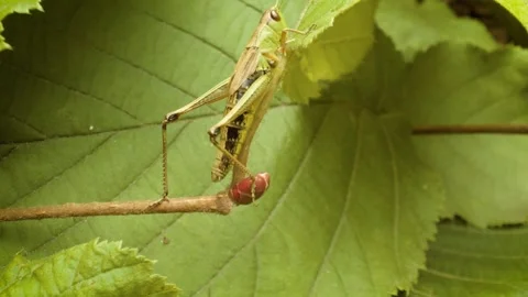 Meadow grasshopper (Pseudochorthippus parallelus Stock Footage 339026115