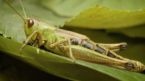 Meadow grasshopper (Pseudochorthippus parallelus) on a leaf Stock Footage 339026040