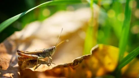 Meadow grasshopper sitting on the fallen leaf. Copy space Stock Photos