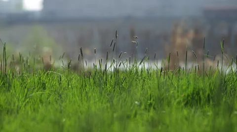 Meadow, Grassland Stock Footage 48481334