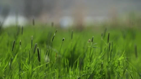 Meadow, grassland Stock Footage 48481397