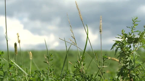 Meadow - grassland - sky Stock Footage 34403423