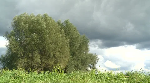 Meadow - grassland - sky -trees Video stock 34403502