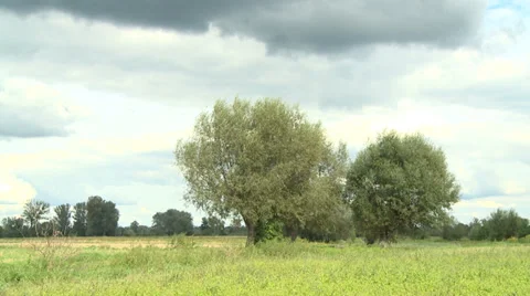 Meadow - grassland - sky - trees Stock Footage 34403824