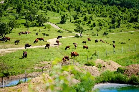 Meadow with grazing cows, idyllic scenery lake riegsee Stock Photos