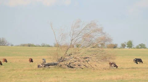 Meadow with grazing herd of cattle and old withered tree Stock-Footage 8366352