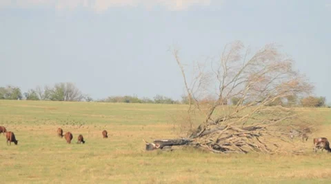 Meadow with grazing herd of cattle and old withered tree Stock-Footage 8366402