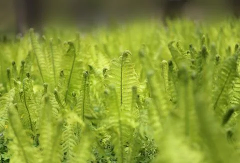 Meadow green fern Stock Photos