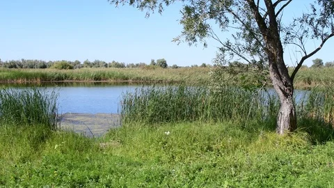 Meadow with green grass and tree on the banks Video stock 109330690