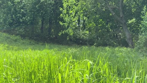 Meadow green grass and trees in the woodland. Video stock 308661928