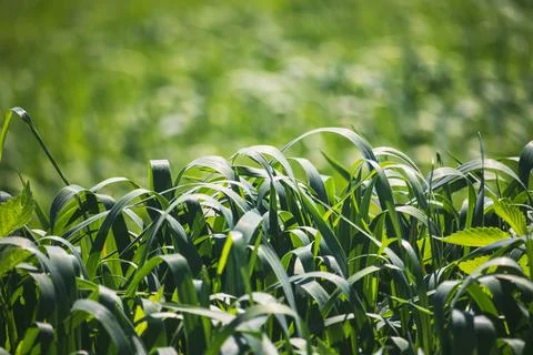 Meadow with green grass - close up view Stock Photos