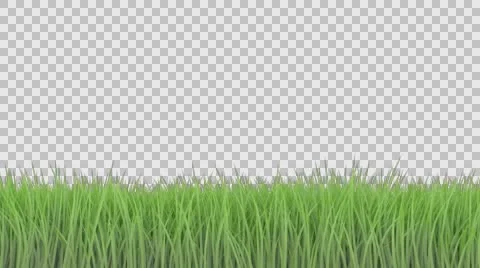 Meadow with green grass Stock Footage 61121539