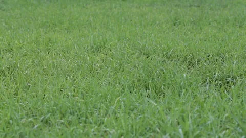Meadow with green grass Stock Footage 81020739