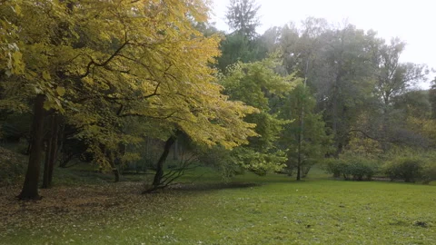 A meadow with green grass, upon which stands a tree with yellow leaves. Sunny Stock Footage 255350058