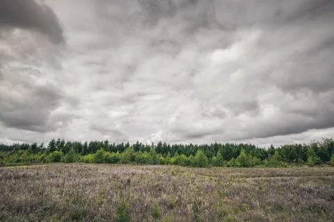 Meadow with a green pine tree forest Stock Photos