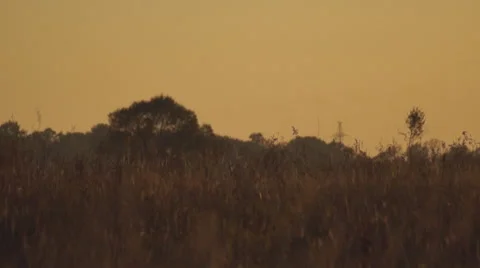 Meadow harrier on low-level flight 스톡 동영상 55237117