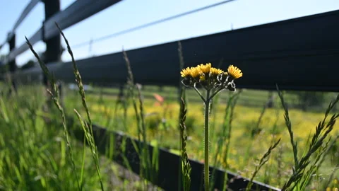 Meadow Hawkweed in the Breeze Stock Footage 200623509