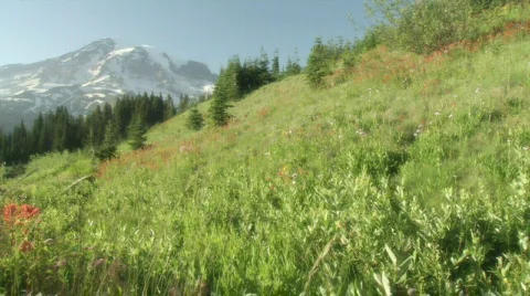 Meadow HD Stock Footage 335238