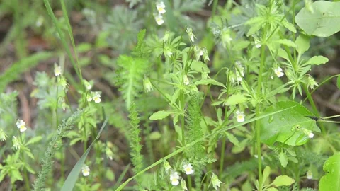 Meadow herbs and flowers. Video stock 155366158