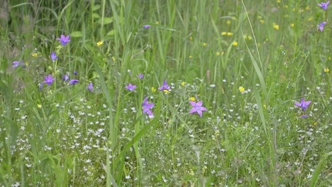 Meadow herbs and flowers. Stock-Footage 155437153