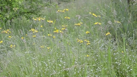 Meadow herbs and flowers. 스톡 동영상 155437282