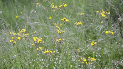 Meadow herbs and flowers. Video stock 155437885