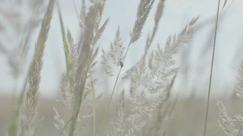Meadow herbs and ladybugs Stock Footage 111380253