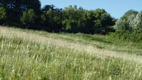 Meadow with herd of cattle in background. Shallow depth of field. 4K resolution Stock Footage 112260405