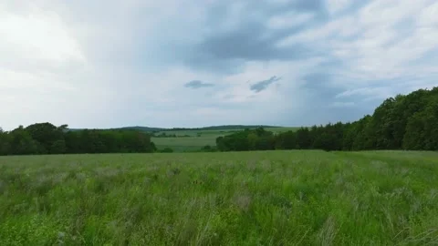 Meadow on a hill near the forest Stock Footage 194898344