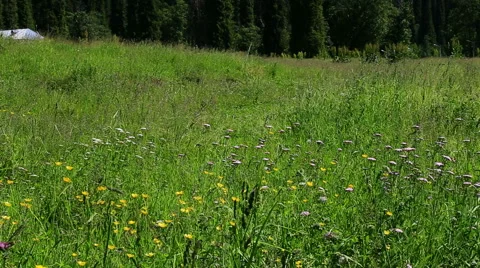 Meadow in Ili River Valley Stock Footage 54943005