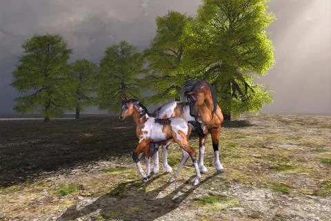 Meadow Stock Illustration