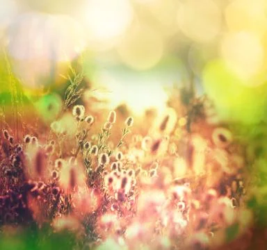 Meadow Stock Illustration