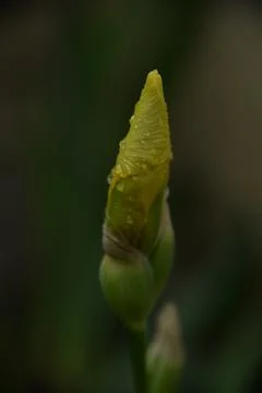 Meadow iris flower, different colors bloomed in the spring, Stock-Fotos