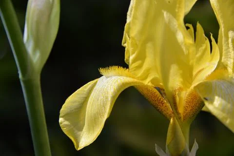 Meadow iris flower Stock Photos