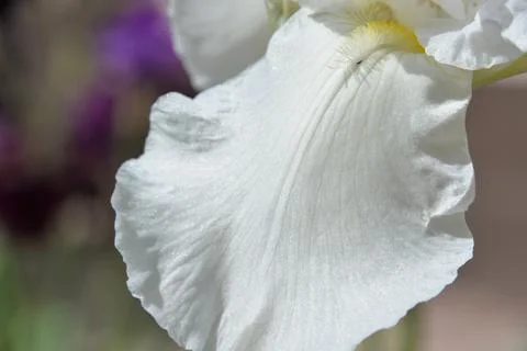 Meadow iris flower Stock Photos