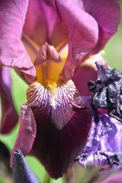 Meadow iris flower Stock Photos