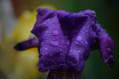 Meadow iris flower Stock Photos