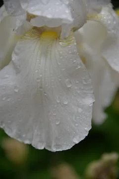 Meadow iris flower Stock Photos